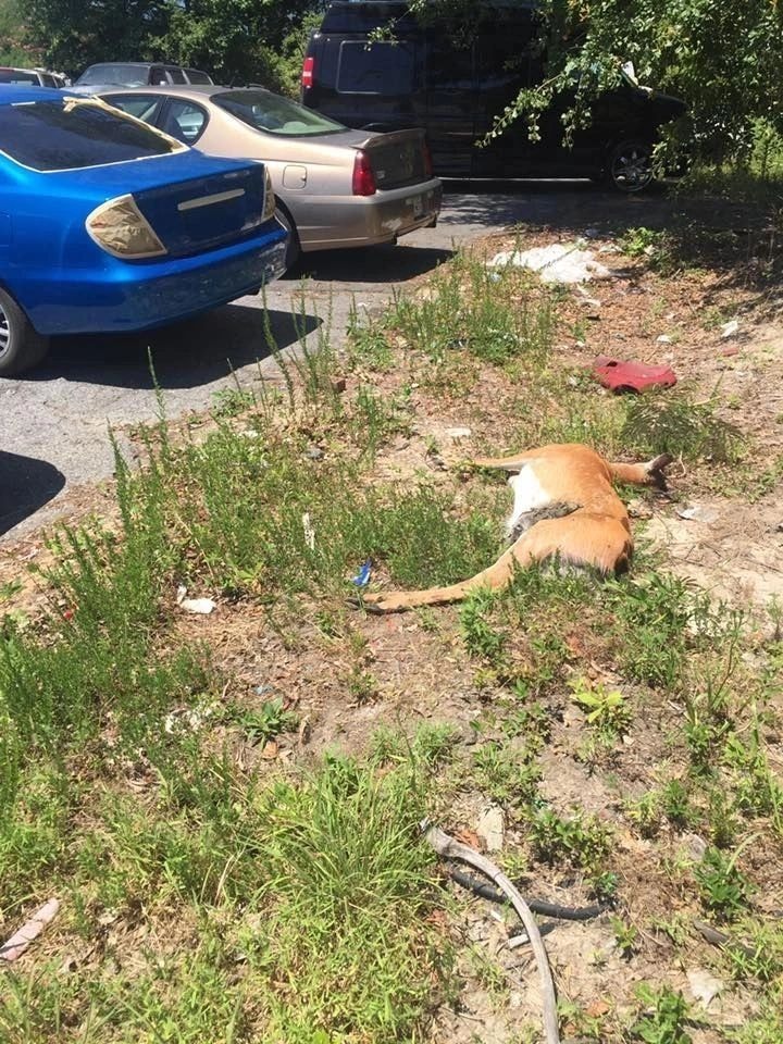 Wildlife removal crew on site in Atlanta area
