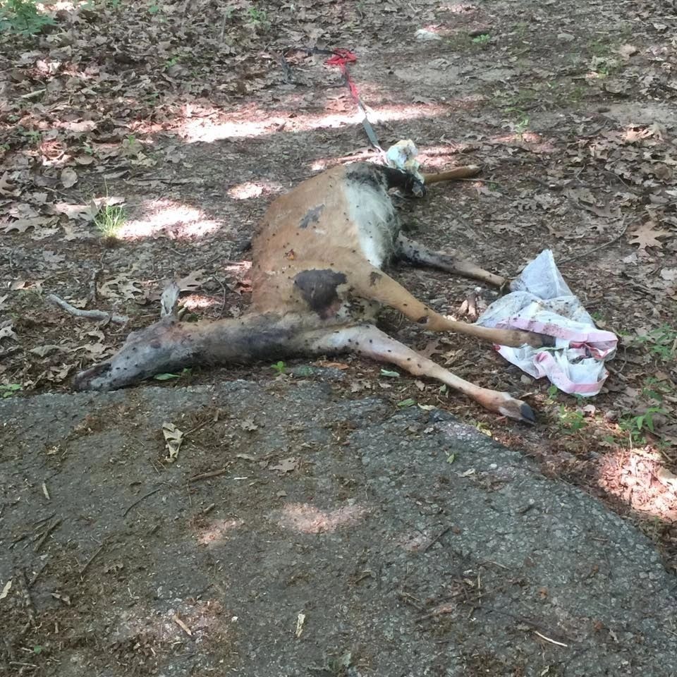 Dead deer removal service completed in Metro Atlanta