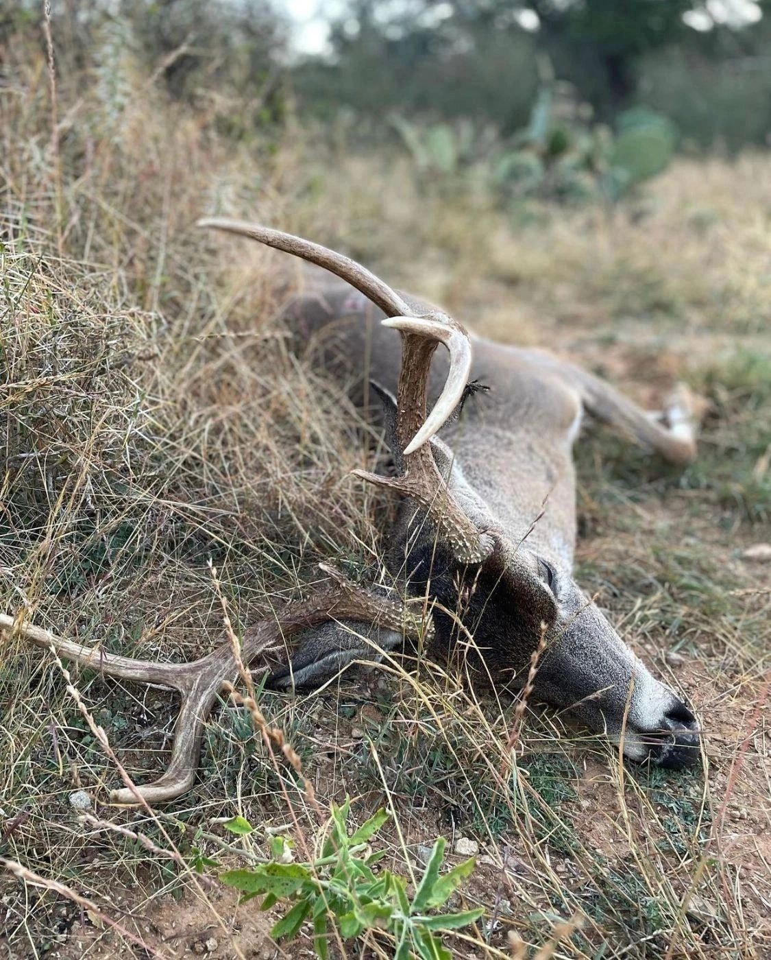 Atlanta Wildlife Solutions crew removing deer carcass