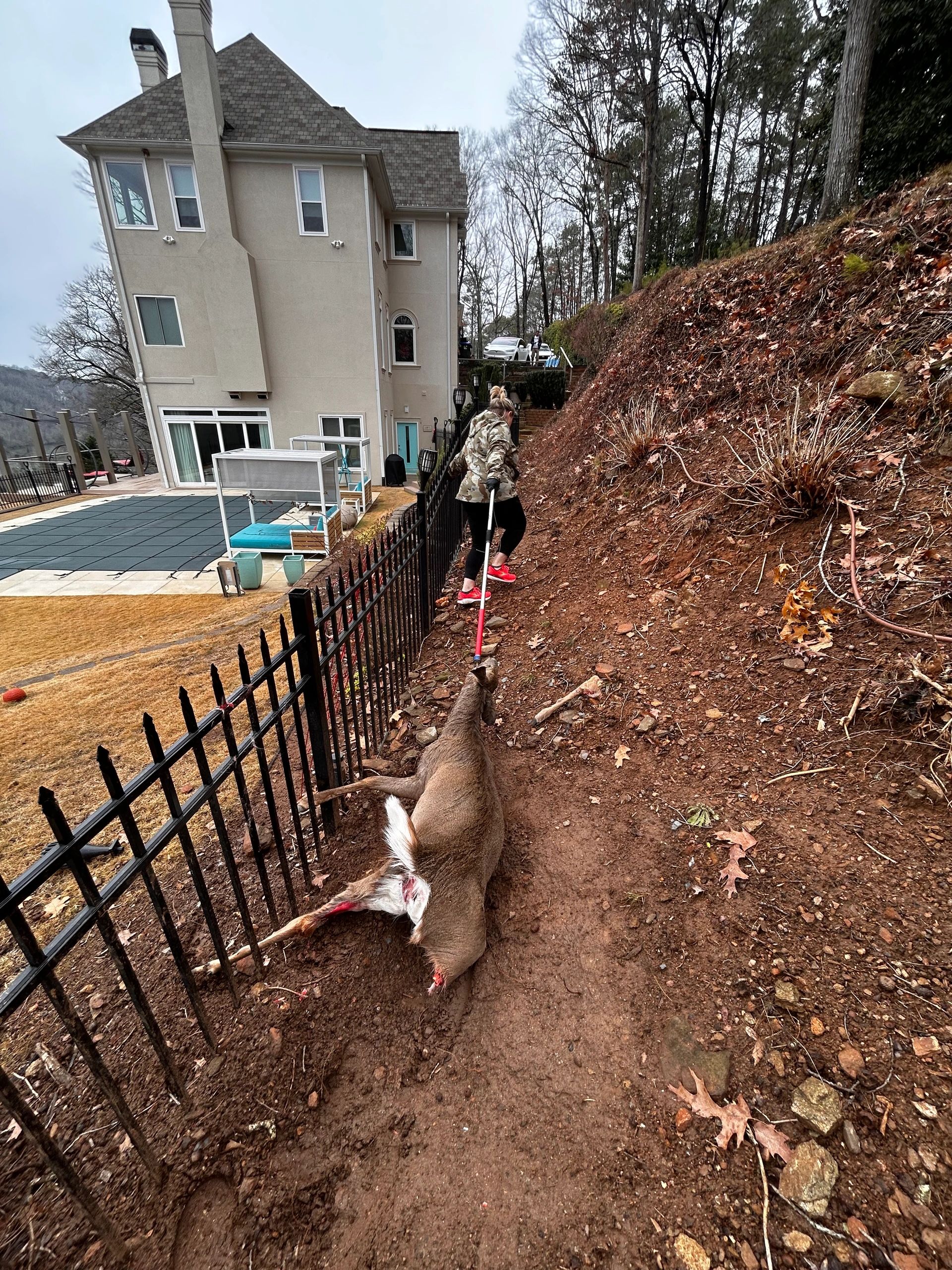 Wildlife hazard removal in suburban backyard